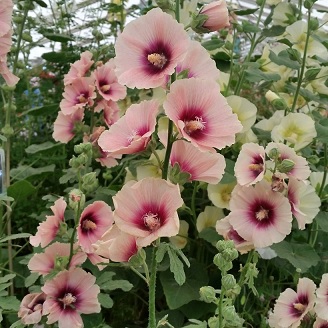 Alcea_rosea_apricot_3