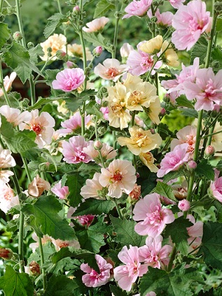 Alcea_rosea_mix_1