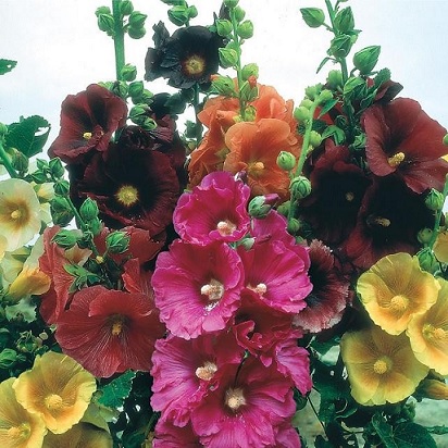 Alcea_rosea_mix_3