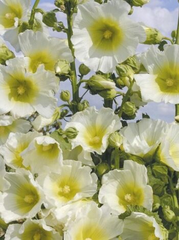 Alcea_rosea_white_1