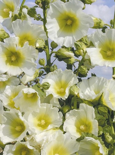 Alcea_rosea_white_1