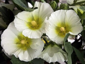 Alcea_rosea_white_2