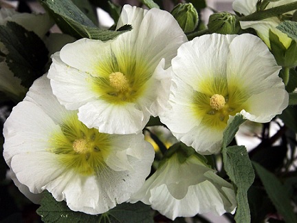 Alcea_rosea_white_2