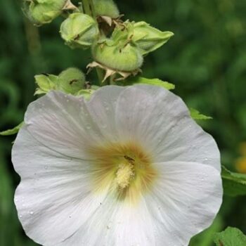 Alcea_rosea_white_3