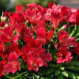 Alstroemeria_inticancha_red_1