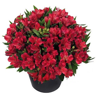 Alstroemeria_inticancha_red_2