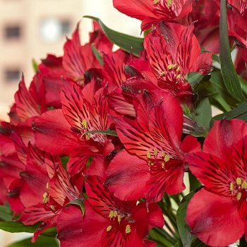 Alstroemeria_inticancha_red_3