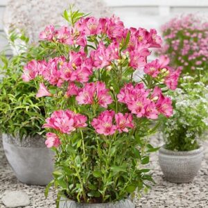 Alstroemeria summer paradise