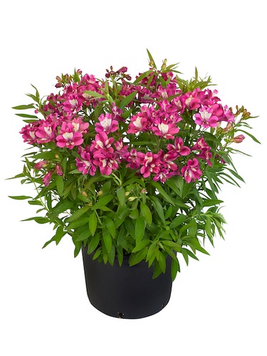 Alstroemeria_summer_paradise_1