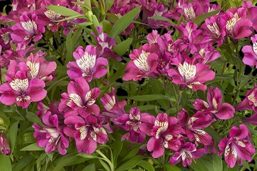 Alstroemeria_summer_paradise_2