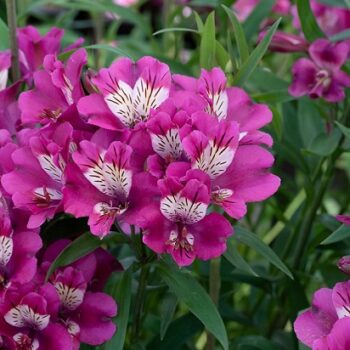 Alstroemeria_summer_paradise_3