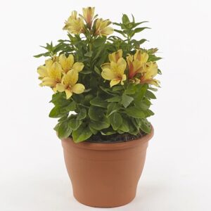 Alstroemeria summer paradise spring valley