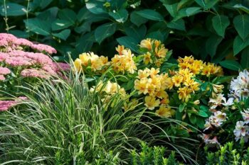Alstroemeria_summer_paradise_spring_valley_2