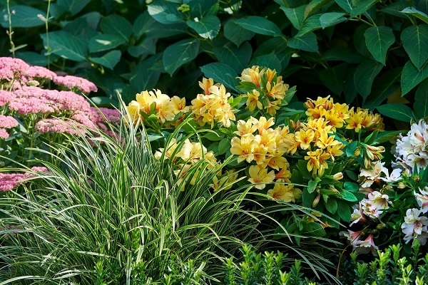 Alstroemeria_summer_paradise_spring_valley_2