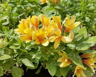 Alstroemeria_summer_paradise_spring_valley_3