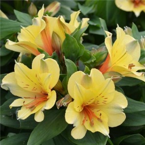Alstroemeria_summer_paradise_spring_valley_4