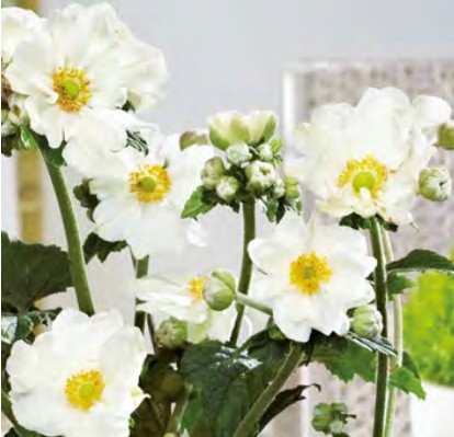 Anemone_andrea_atkinson_1