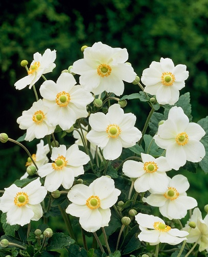 Anemone_andrea_atkinson_2