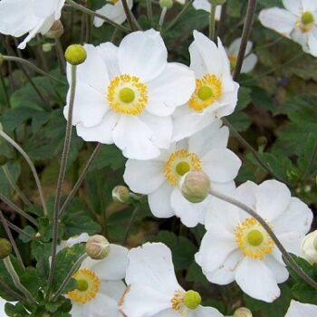 Anemone_andrea_atkinson_3