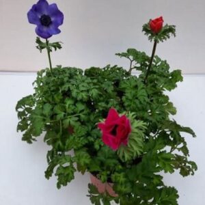 Anemone coronaria Animo® F1 Mix