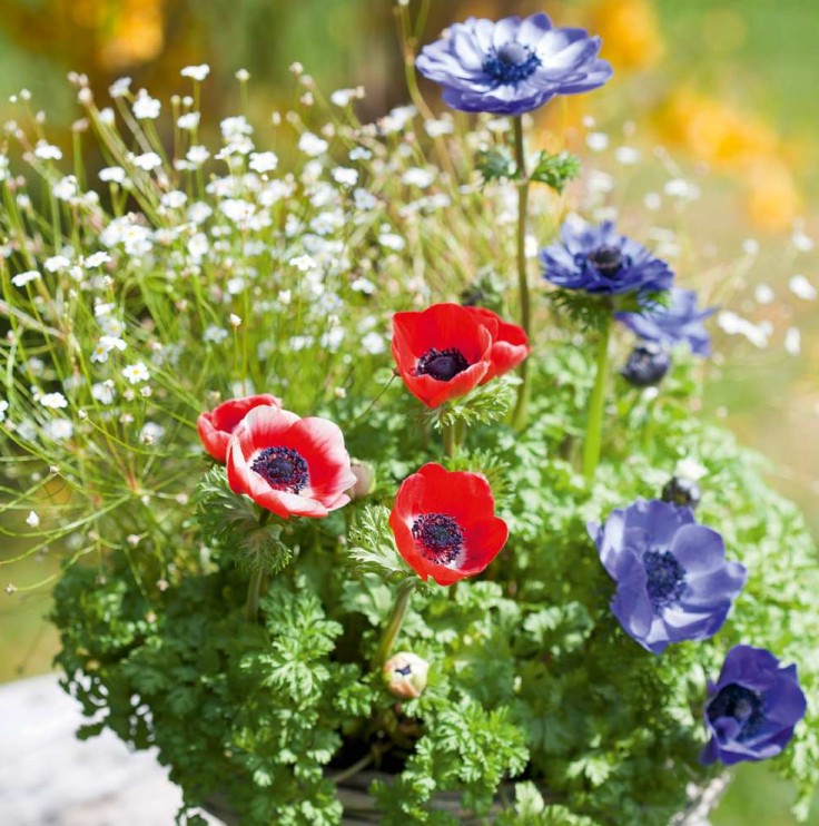 Anemone_coronaria_Animo_F1_mix_2