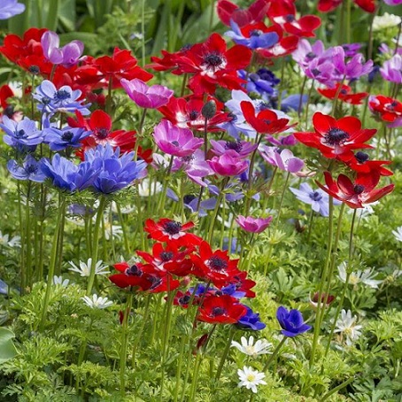 Anemone_coronaria_Animo_F1_mix_3