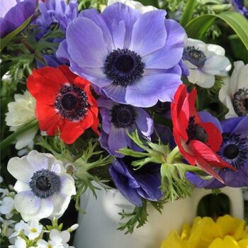 Anemone_coronaria_Animo_F1_mix_4
