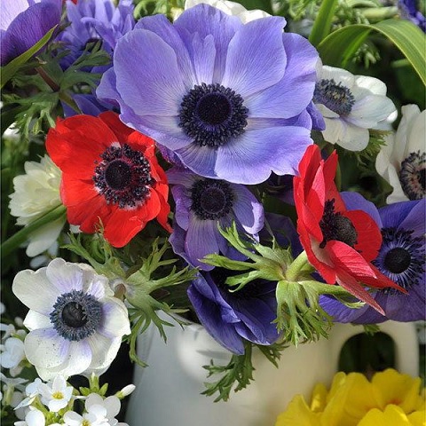 Anemone_coronaria_Animo_F1_mix_4