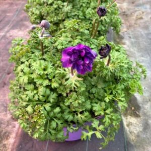 Anemone coronaria Animo® Double F1 Mix