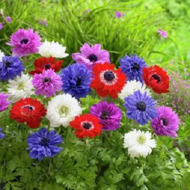 Anemone_coronaria_Animo_double_F1_mix_2