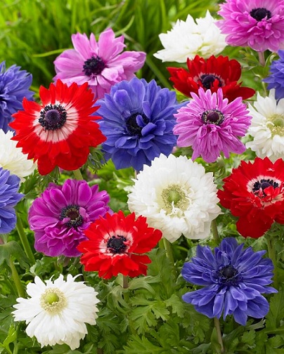 Anemone_coronaria_Animo_double_F1_mix_3