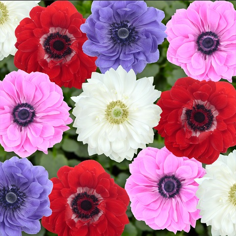 Anemone_coronaria_Animo_double_F1_mix_4