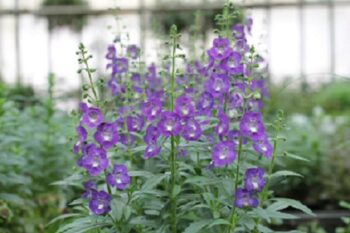 Angelonia_adessa_blue_1
