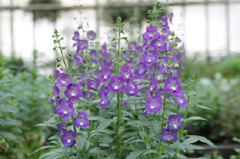 Angelonia_adessa_blue_1