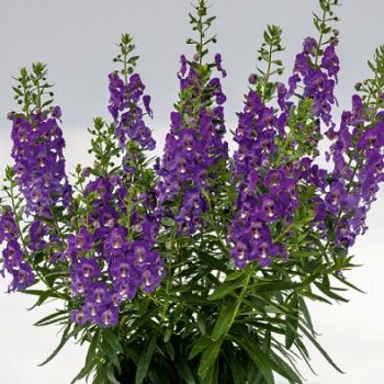 Angelonia_adessa_blue_2