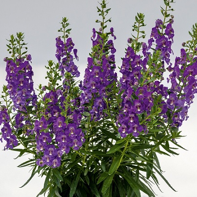 Angelonia_adessa_blue_2