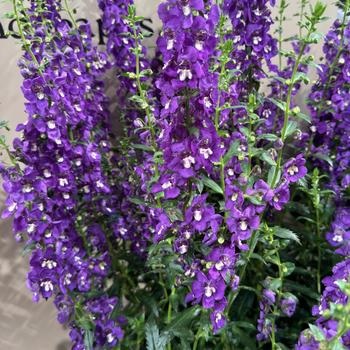 Angelonia_adessa_blue_3
