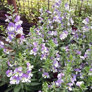 Angelonia angustifolia - Adessa® Blue Bicolor