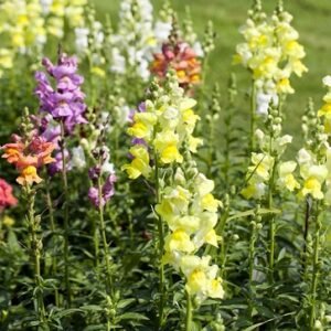 Antirrhinum majus leo
