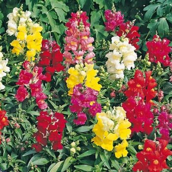 Antirrhinum_majus_leo_1