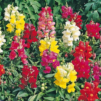Antirrhinum_majus_leo_1