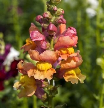 Antirrhinum_majus_leo_2