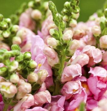 Antirrhinum_majus_leo_3