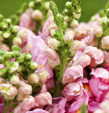 Antirrhinum_majus_leo_3