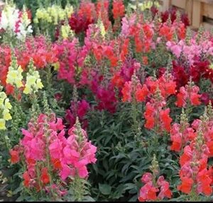 Antirrhinum majus ribaro