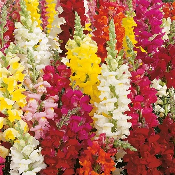 Antirrhinum_majus_ribaro_1