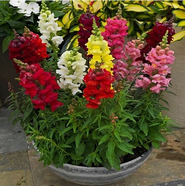 Antirrhinum_majus_ribaro_2