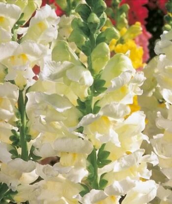 Antirrhinum_majus_ribaro_3