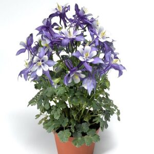 Aquilegia kirgami Ancolie deep blue& white F1