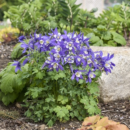 Aquilegia_kirgami_ancolie_deep_blue_white_2